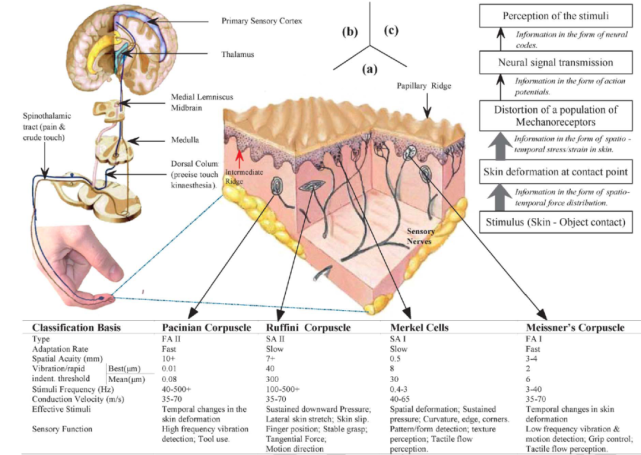 的触觉通过分布在全身不同密度的大量受体(如压力 / 振动的机械感受器