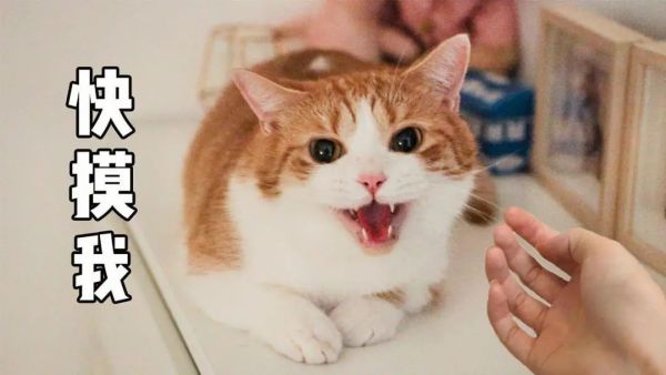 人人可用的在线抠图，AI自动化的那种！北大校友算法玩出新高度