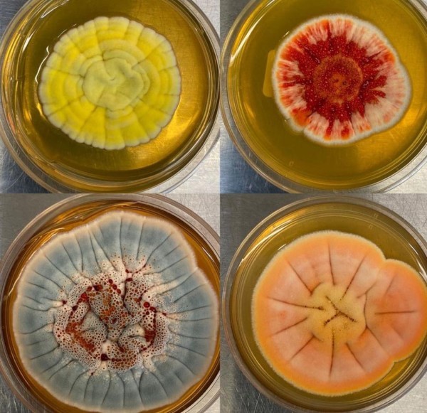 制药企业正在基于AI与基因测序发现真菌更多药用价值