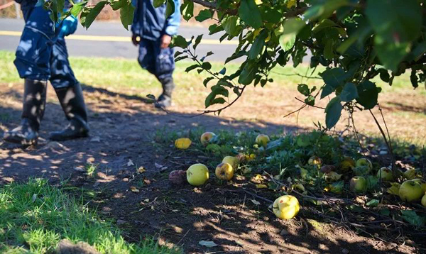 采摘工人月薪十万却无人应聘，英澳农场求助AI
