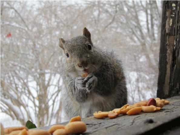 Hinton预言的「AI将拥有常识」如何实现？剑桥最新研究：从小狗学起