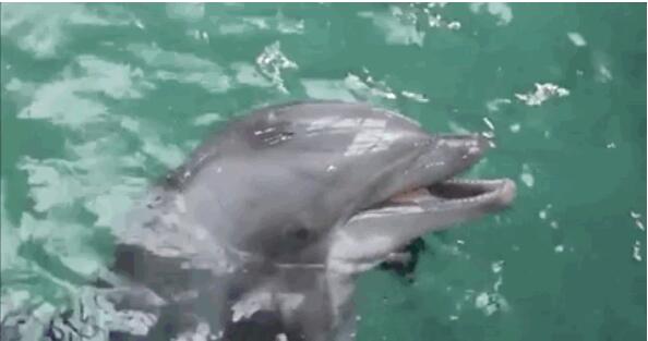 Hinton预言的「AI将拥有常识」如何实现？剑桥最新研究：从小狗学起