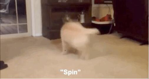 Hinton预言的「AI将拥有常识」如何实现？剑桥最新研究：从小狗学起