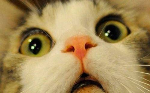 人类战胜不了AI？我们会被机器取代吗？