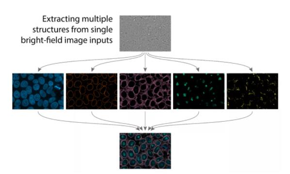 在识别细胞结构上，AI做到了人类不能做的事情