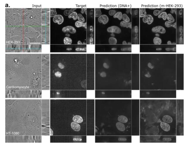 在识别细胞结构上，AI做到了人类不能做的事情
