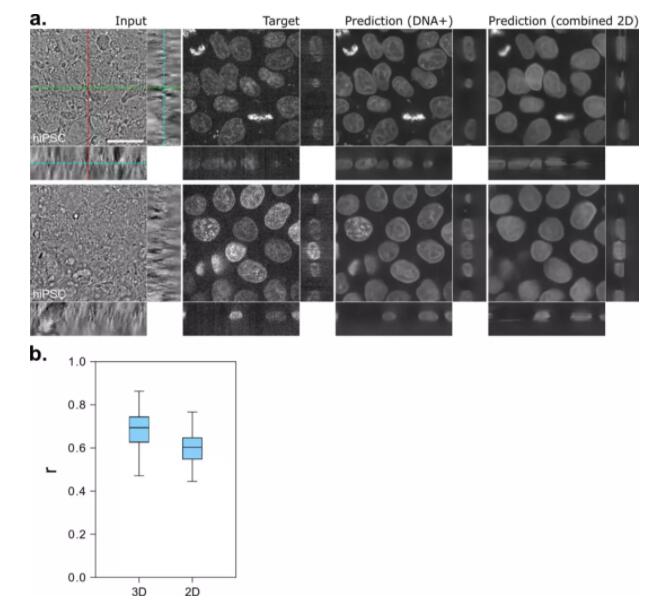 在识别细胞结构上，AI做到了人类不能做的事情