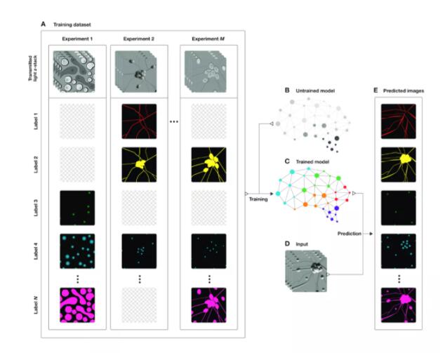在识别细胞结构上，AI做到了人类不能做的事情