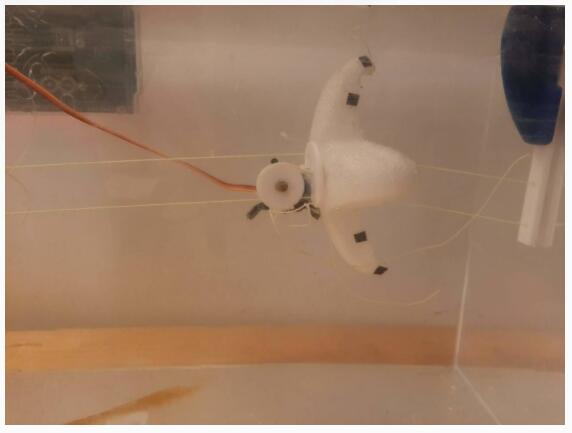 MIT科学家设计的新系统可以在几小时内创造出海星机器人