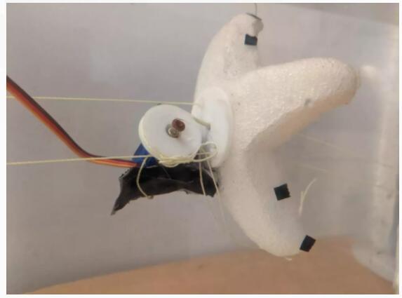 MIT科学家设计的新系统可以在几小时内创造出海星机器人