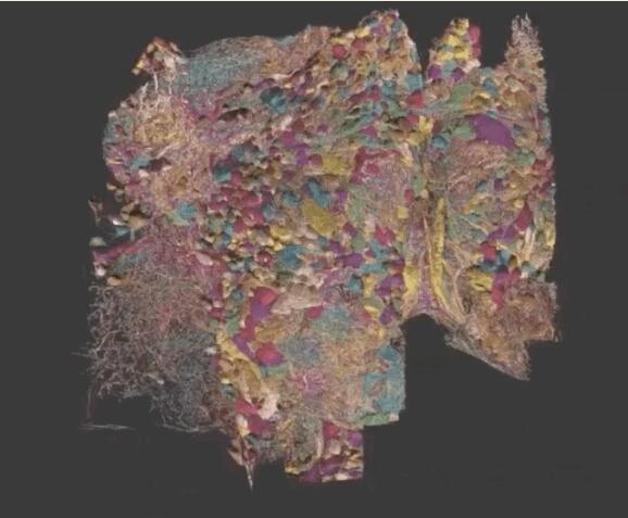 谷歌发布史上超强人类大脑「地图」，在线可视3D神经元「森林」