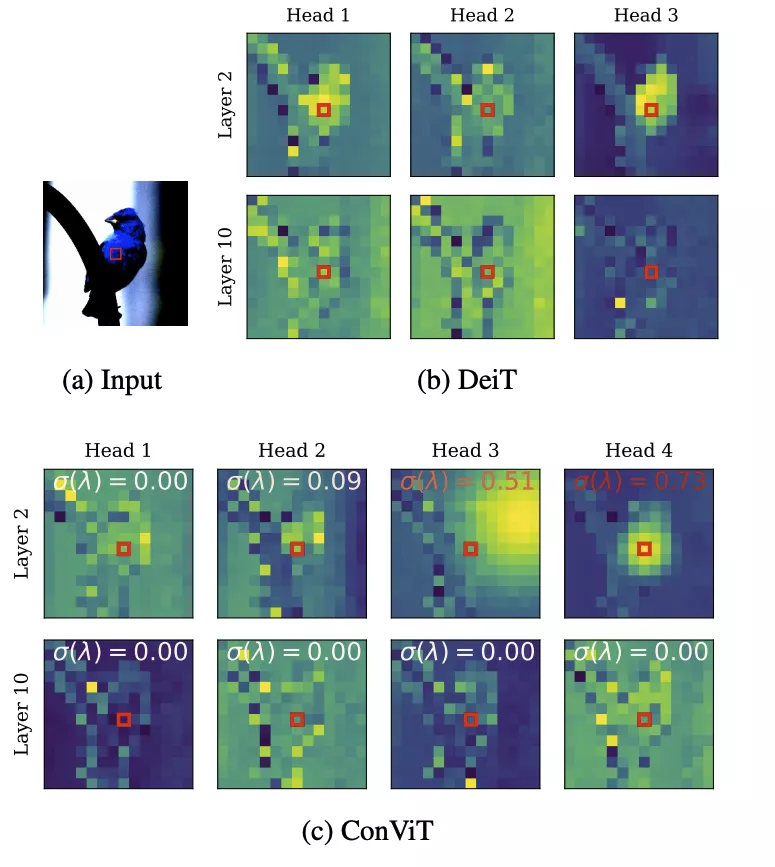 Facebook提出融合CNNTransformer优势的灵活使用归纳偏置的ConViT